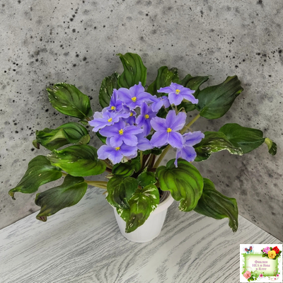 LV-Небо в Кармашке (Л. Шевелева) трейлер (пестролистный клакамас) сеянец