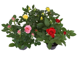 Миниатюрные розы