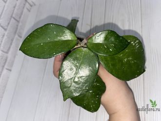 13/12/2024 hoya carnosa freckles