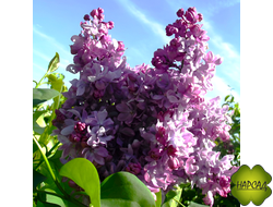 СИРЕНЬ "ГЕОРГИЙ СВИРИДОВ" (компактная) саженец 20 см