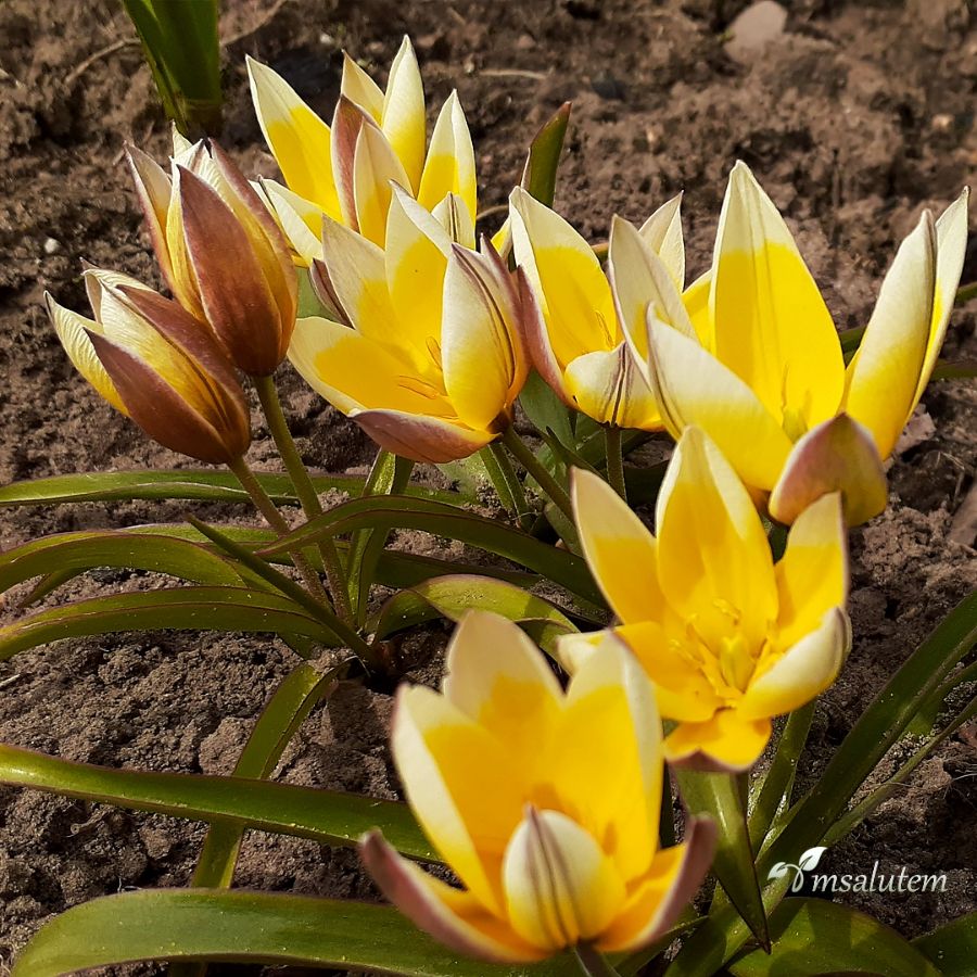 Tulipa Tarda (Dasystemon)  Тюльпан Тарда Дасистемон 