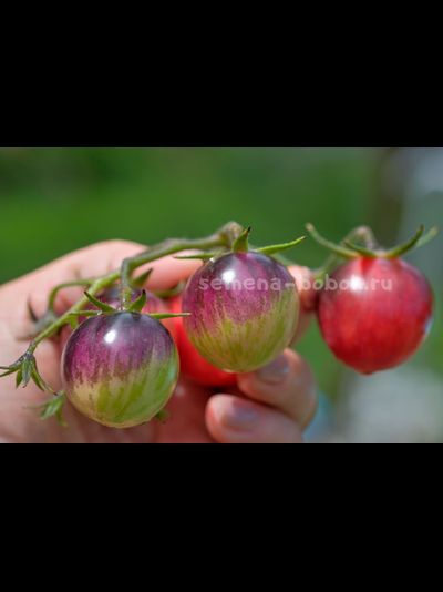 Томат Märchenglanz (Сказочный Блеск), 10 шт