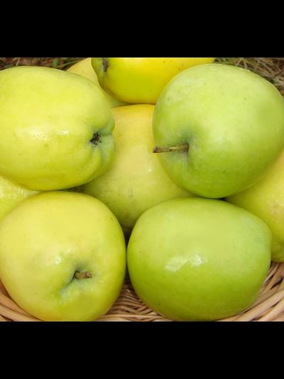 Синап северный (яблоня)