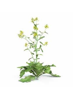 рассада Горчица сарептская 2