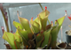 Heliamphora (Гелиамфора)