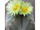 Astrophytum myriostigma cv. Onzuka 4-costa - 5 семян