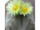 Astrophytum myriostigma cv. Onzuka 4-costa - 10 семян