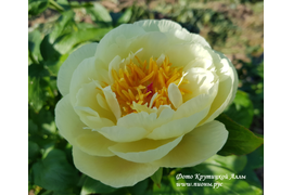 Рой Персон Бест Елоу