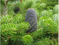 Пихта сибирская (Abies sibirica), лапки, в/с (5 мл) - 100% натуральное эфирное масло