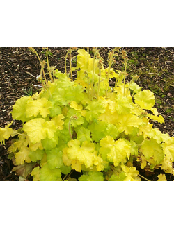 Гейхера гибридная "Лемон Лав" Lemon Love