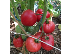 Томат Бурлак минусинский