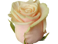 Роза Россия кремовая
