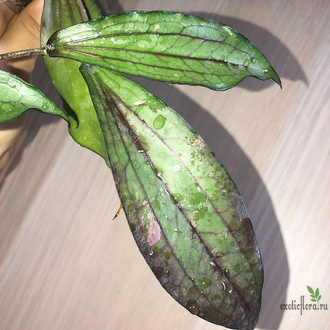 Hoya Erythrina 'Cameron Island'