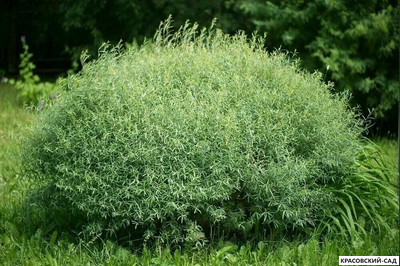 Ива пурпурная Нана - Nana