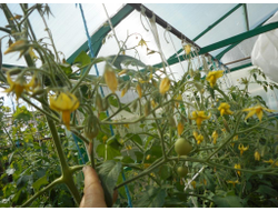 Томат Гибрид №2 Тарасенко