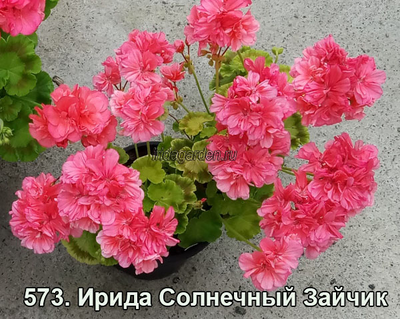 Пеларгония Ирида Солнечный Зайчик