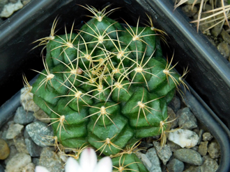 Gymnocalycium damsii v.tucavocense KK 504 - 10 семян
