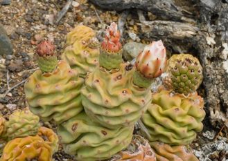 Tephrocactus articulatus VG-1394 - 5 семян