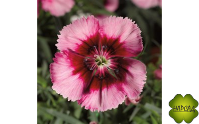 ГВОЗДИКА В АССОРТИМЕНТЕ