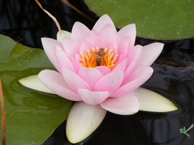 Нимфея Мазаньелло