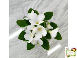 ЛЕ-Принцесса Лея (Е.Лебецкая) 2016 г. (детка)