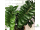 Замиокулькас Зензи (Жук) / Zamioculcas Zenzi (Bug)