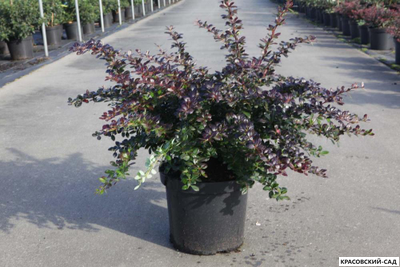 Барбарис Ред Джевел - Red Juwel