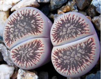 Lithops aucampiae ssp.euniceae v.fluminalis C054 - 10 семян