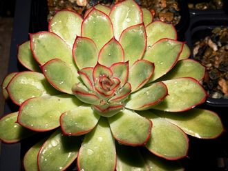 Echeveria pulidonis - 3 листочка