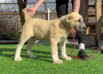 Сука 3. ЕГУДЖАЙЯ Продана г. Арамиль