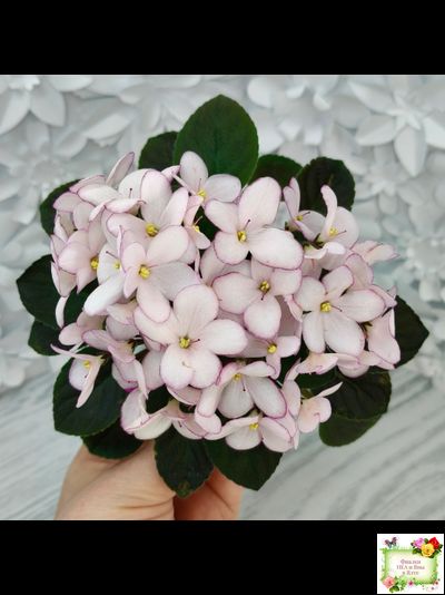 Н-Дюймовочка (Н. Бердникова)