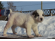 Кобель №1. Айгиур. Продан г. Нижний Тагил