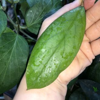 Hoya Ranauensis (Sp. Borneo)