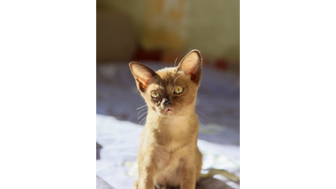 малышка соболиного окраса