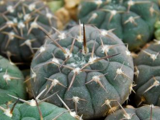 Gymnocalycium riojense VG-671 (D=20mm)