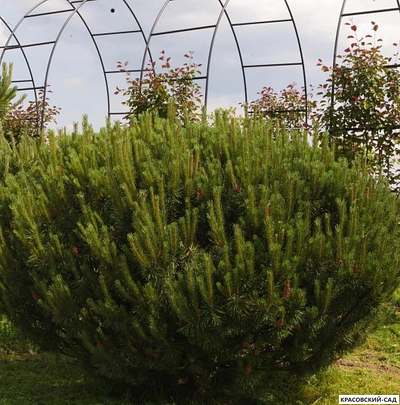 Ниваки - Бонсай садовый Сосна горная