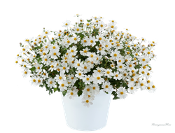 Биденс White Delight