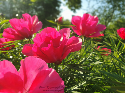 Пион Орлёнок