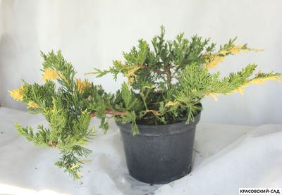 Можжевельник Экспанза Варигата - Expansa Variegata