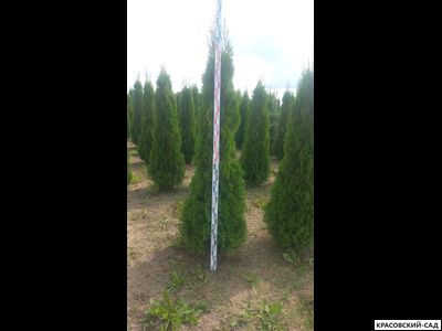 Туя Кубанский Изумруд