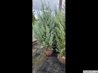 Можжевельник Мунглоу - Moonglow