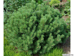 Сосна горная Гном Финдлинг - Gnom Findling