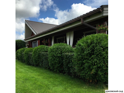 Туя Глобоза - Globosa