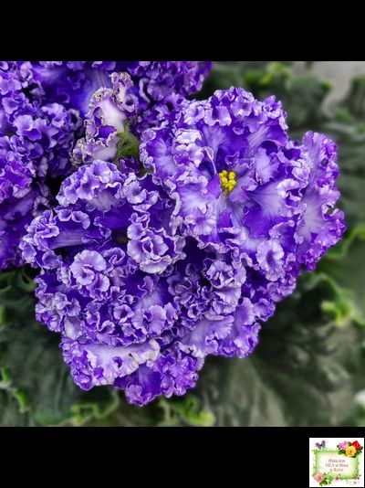 АВ-Озерная Фея (Фиалковод) 2017 г.