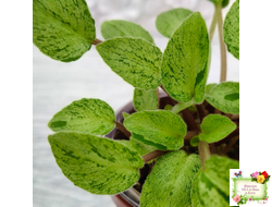 Серебряный Дождь Ю. Коваленко) 2023 г. листовая химера