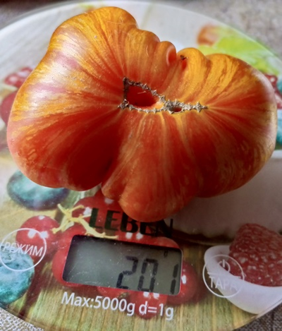 Томат Джаз восхода (Sunrise Jazz, Джаз на Восходе)