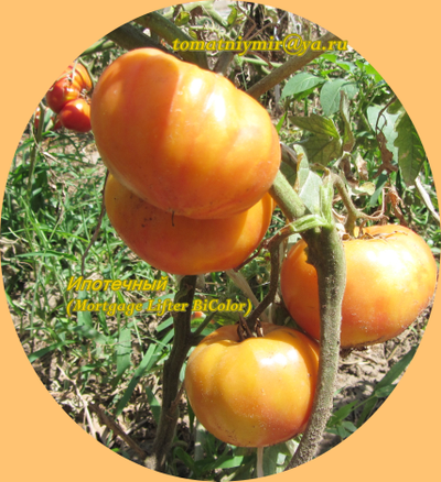 Томат Ипотечный лефте (Mortgage Lifter Bicolor, США)