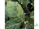 Ficus septica "gold splash" / фикус септика голд сплеш