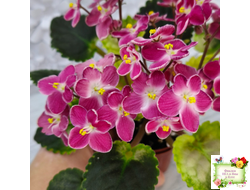 Mac's Scorching Sun (G. McDonald) (лист посажен 29.10.25)