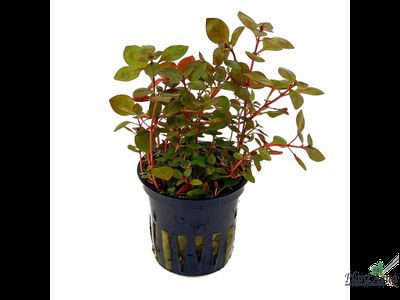 Людвигия натанс Super red (горшок)